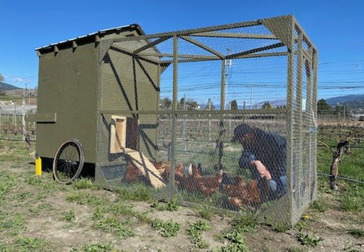 T7 Chickens
