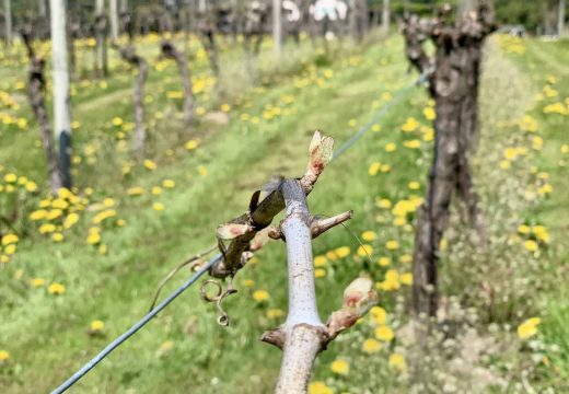 T7 - Langley vineyard - April 22 2021