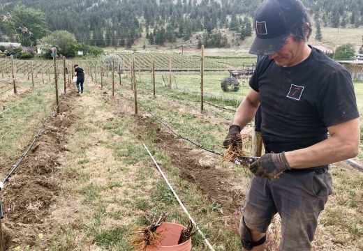 T7 Pinot Noir planting