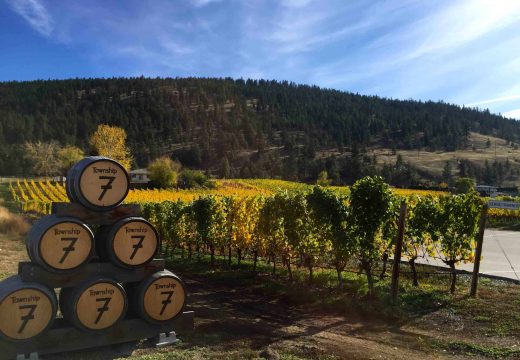 T7 autumn Naramata vineyard October - gewurtz